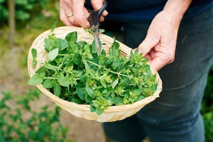 Health Benefits of Oregano Oil - Natural Factors Canada