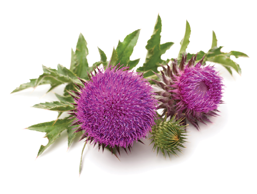 Vibrant milk thistle plants on a white background