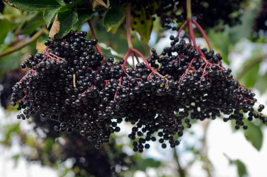 Black elderberry growing on a tree