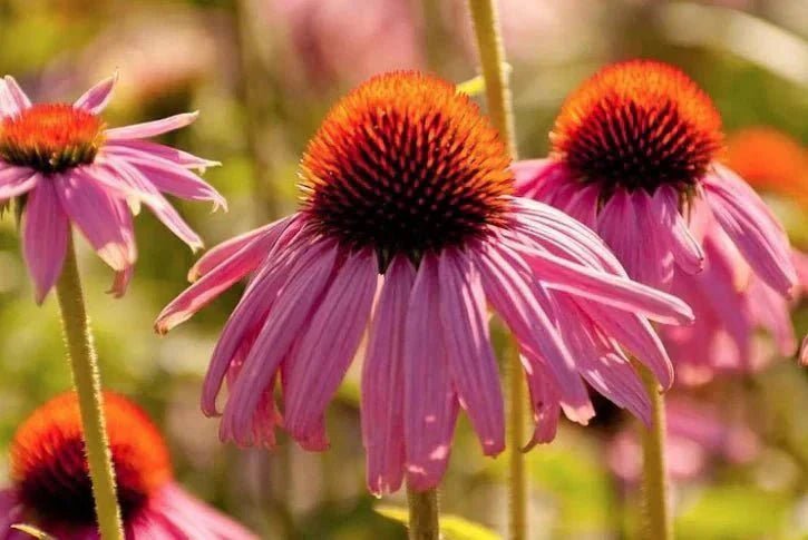 Echinacea: My Family Heirloom - Natural Factors Canada