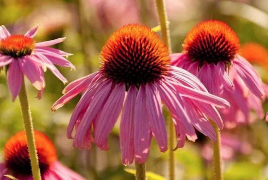 Echinacea: My Family Heirloom - Natural Factors Canada
