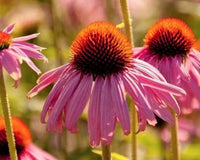 Echinacea: My Family Heirloom - Natural Factors Canada