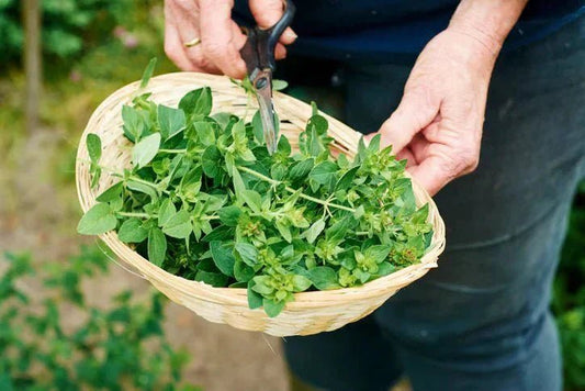 Health Benefits of Oregano Oil - Natural Factors Canada
