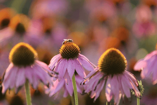 Plan Bee: The Factors Farms® Apiary - Natural Factors Canada