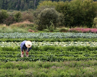 The Seeds Journey - Natural Factors Canada