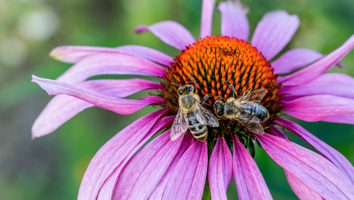 Bee Formulas