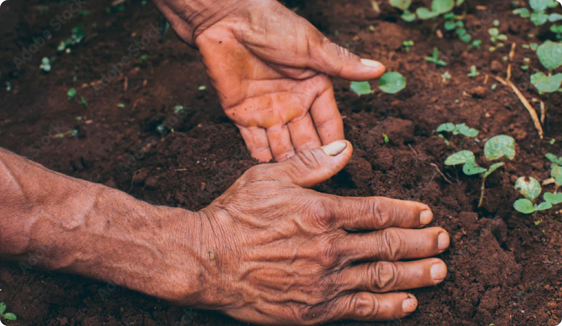 Mans hands planting new seedlings in the dirt 