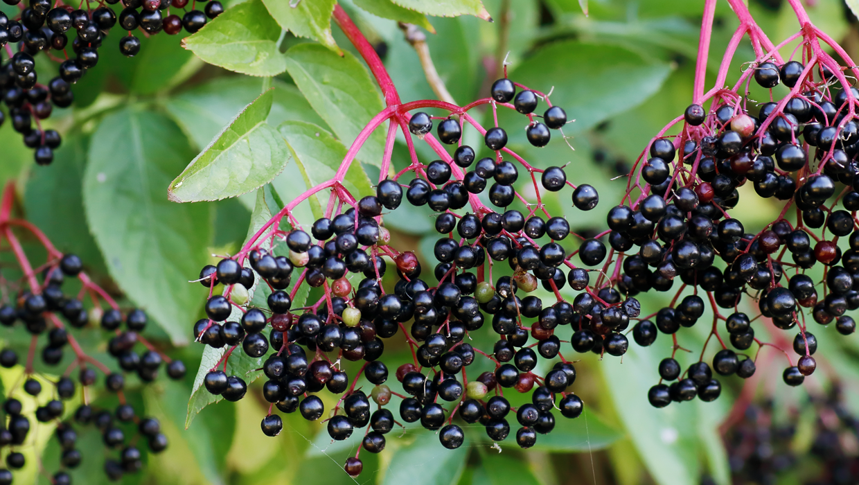 Black Elderberry