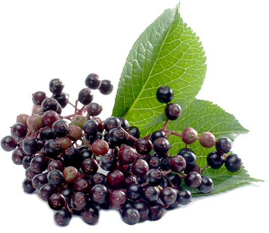 Black Elderberry