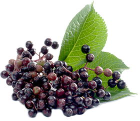 Black Elderberry