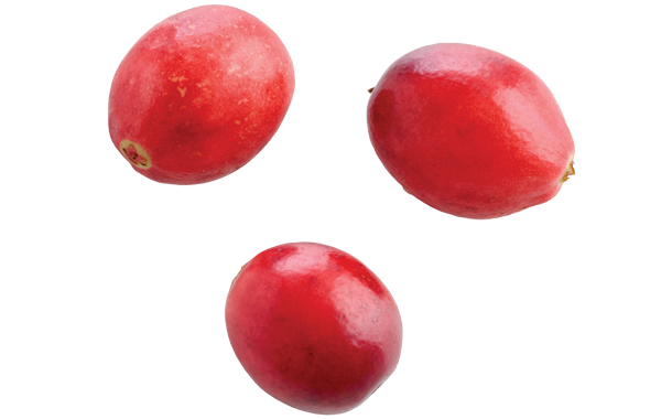 Juicy ripe red cranberries 