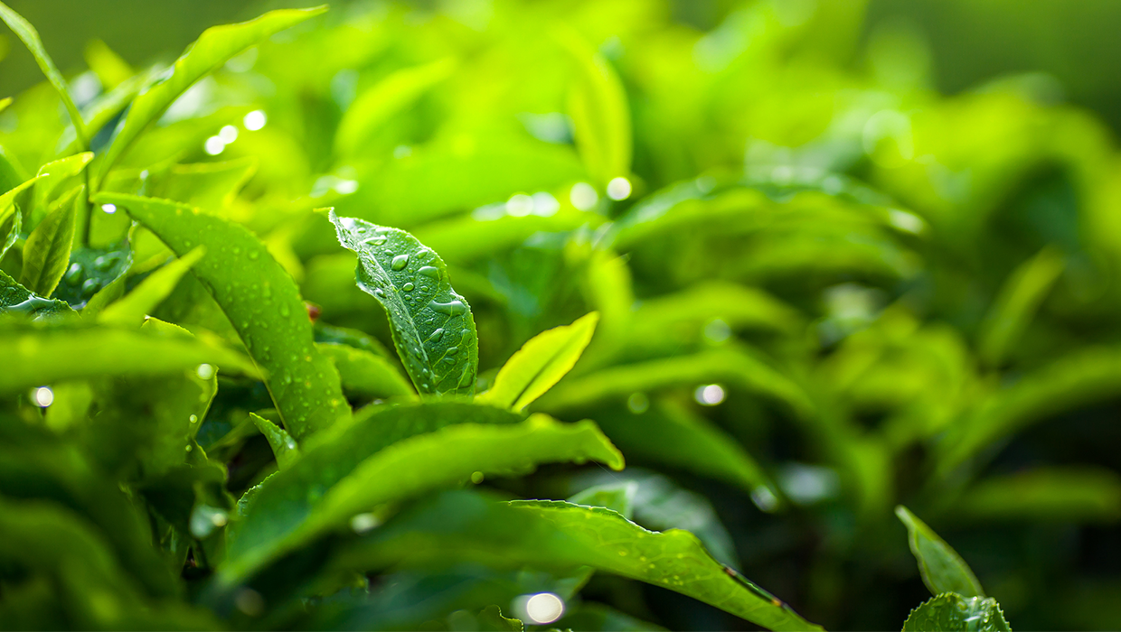 Close-up of vibrant green leaves with water droplets, creating a fresh and lush appearance.