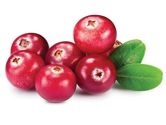 Juicy red cranberries on a white background