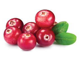 Juicy red cranberries on a white background