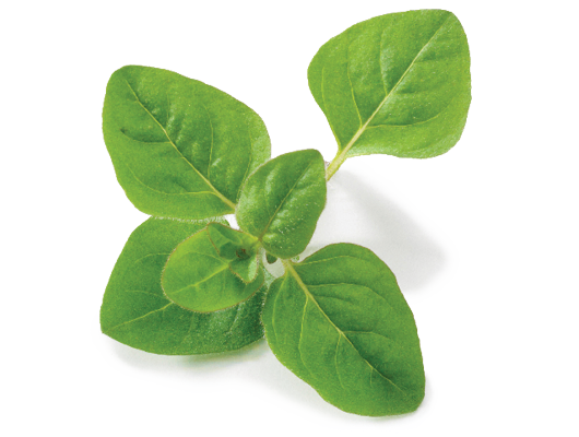 Vibrant green oregano leaves on a white background