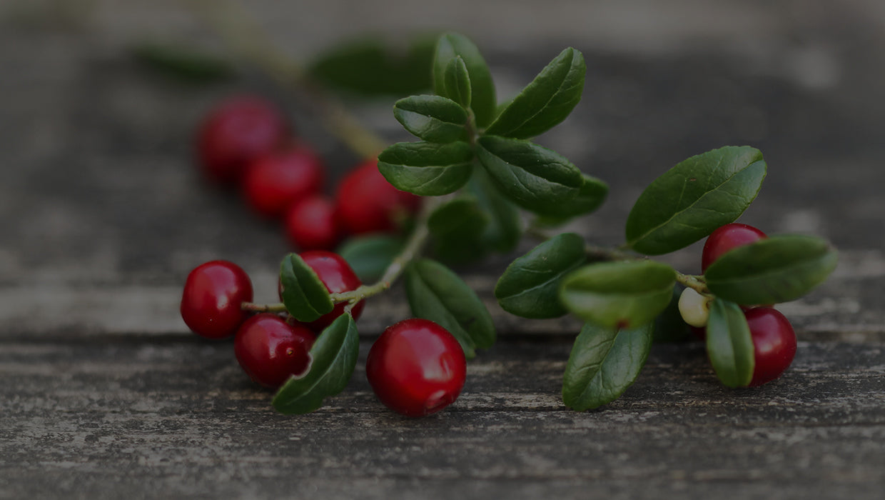 Juicy fresh picked cranberries still on the brand sit on a wooden tabletop