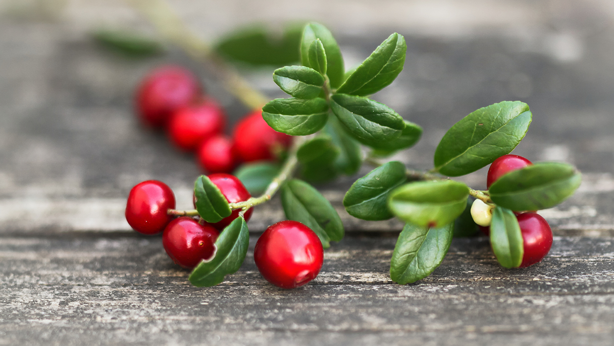 Juicy red cranberries on the branch sit on a wooden table