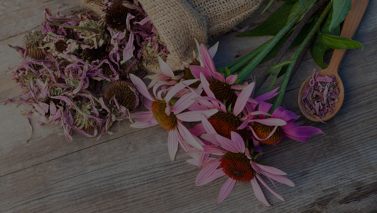 Fresh picked and dried echinacea cone flowers sit on a wooden tabletop