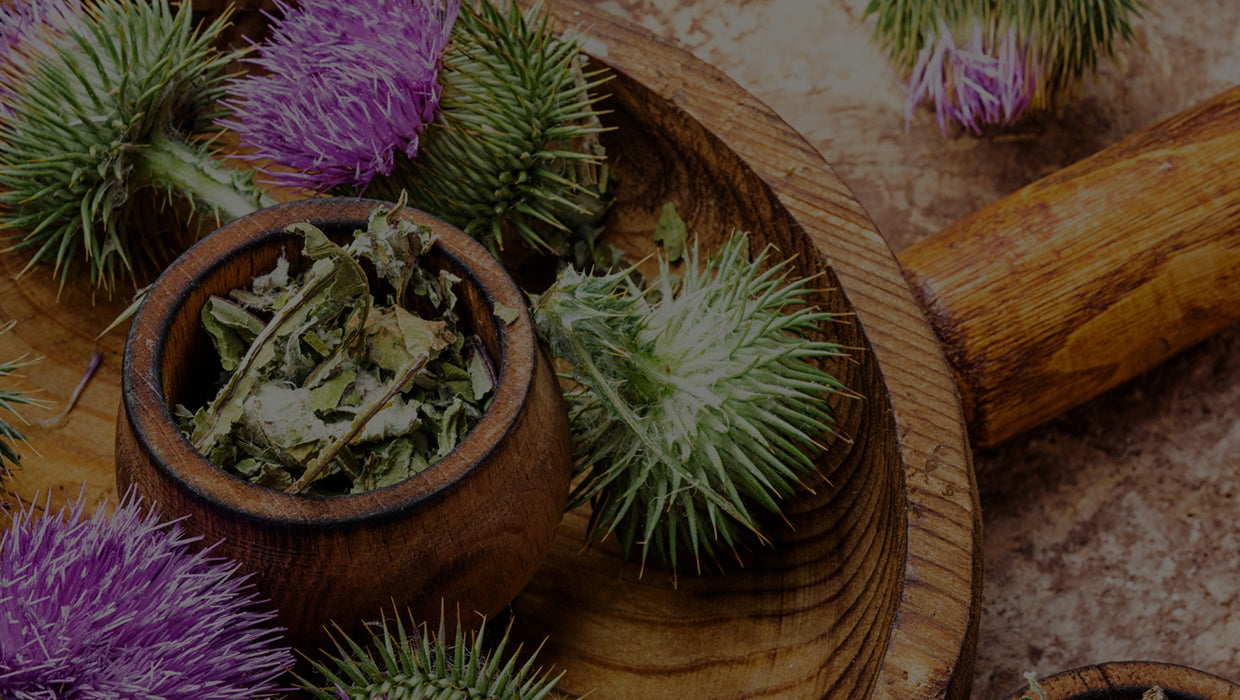 Beautiful freshly picked purple milk thistle flowers sit in a wooden bowl 