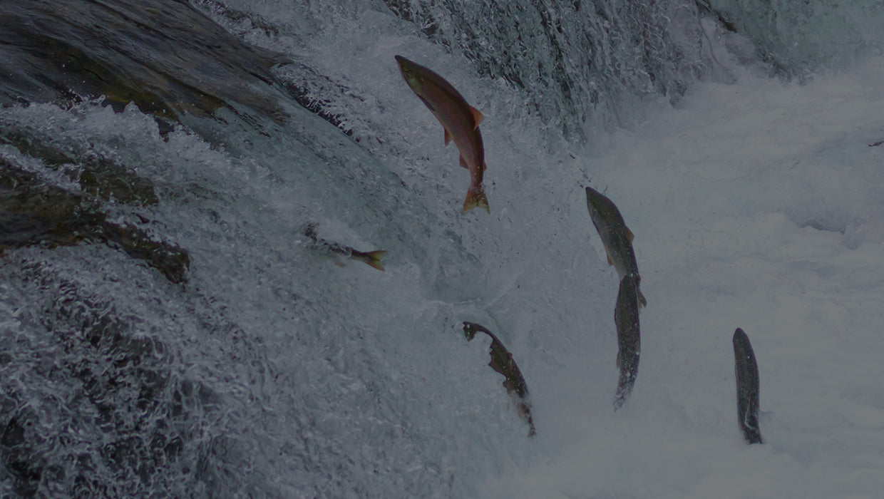 Wild Alaskan salmon jump upstream in a pristine rushing Alaskan river