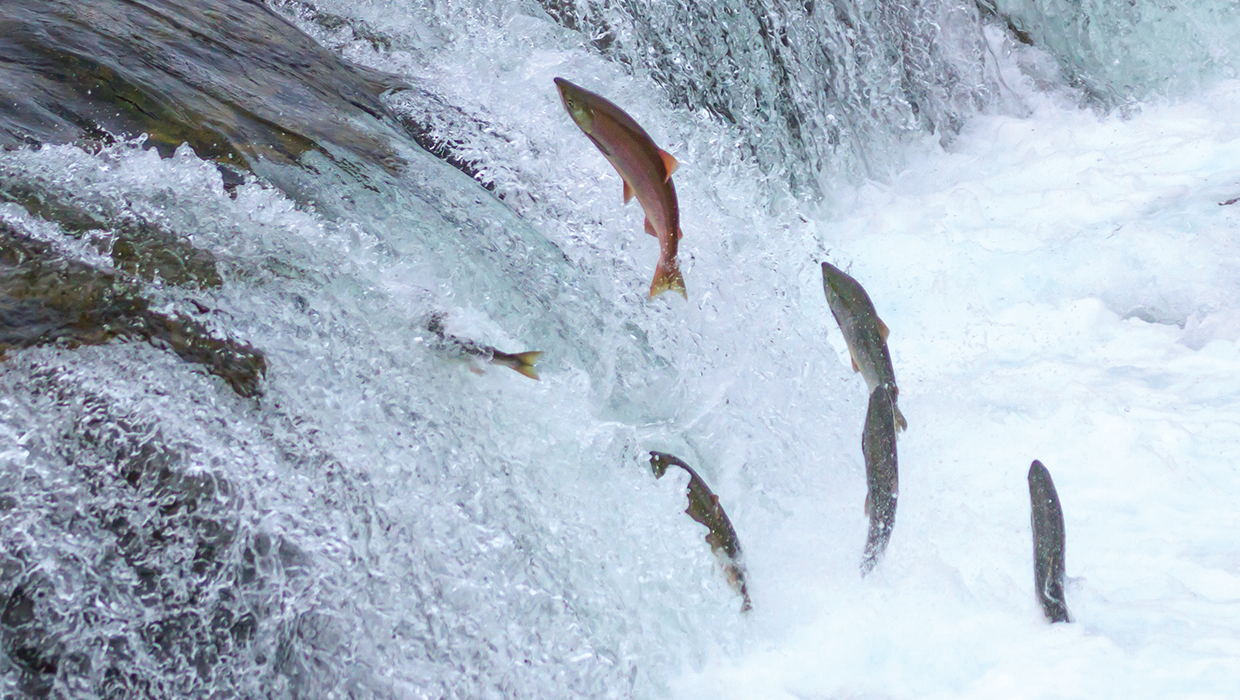 Wild Alaskan salmon jump upstream