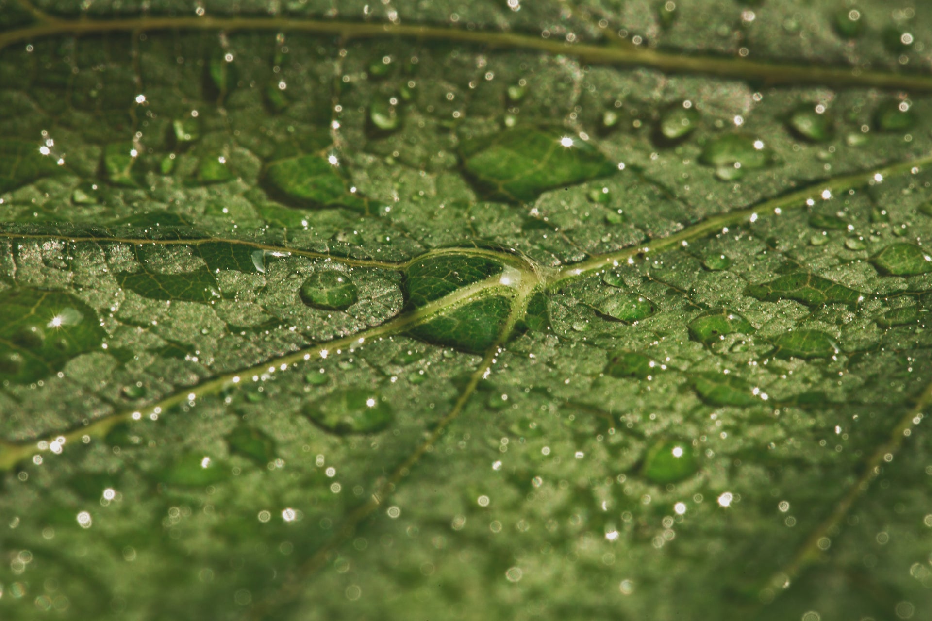 wet dew on green plant leaf