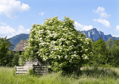 A rustic wooden house surrounded by lush greenery and a large flowering tree, with mountains and a blue sky in the background.